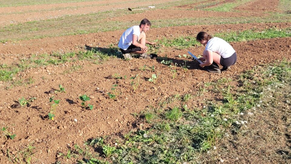 Ciano le lavora la terra con cianetta